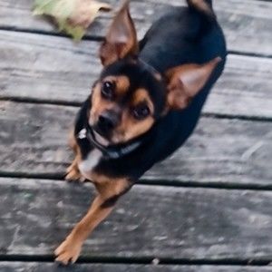 Meet your Posher, Dana